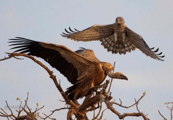 Short-toed snake eagle and Eurasian griffon