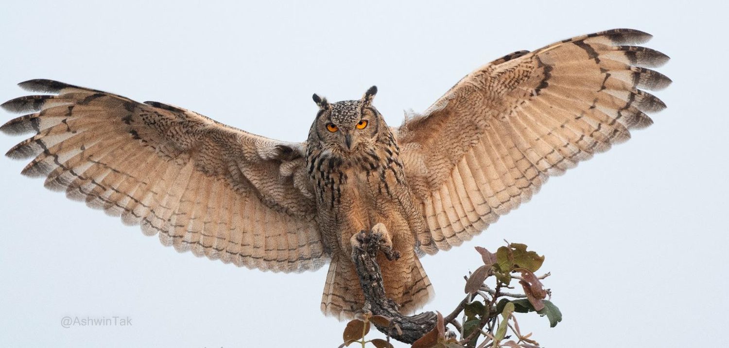 An Indian eagle owl