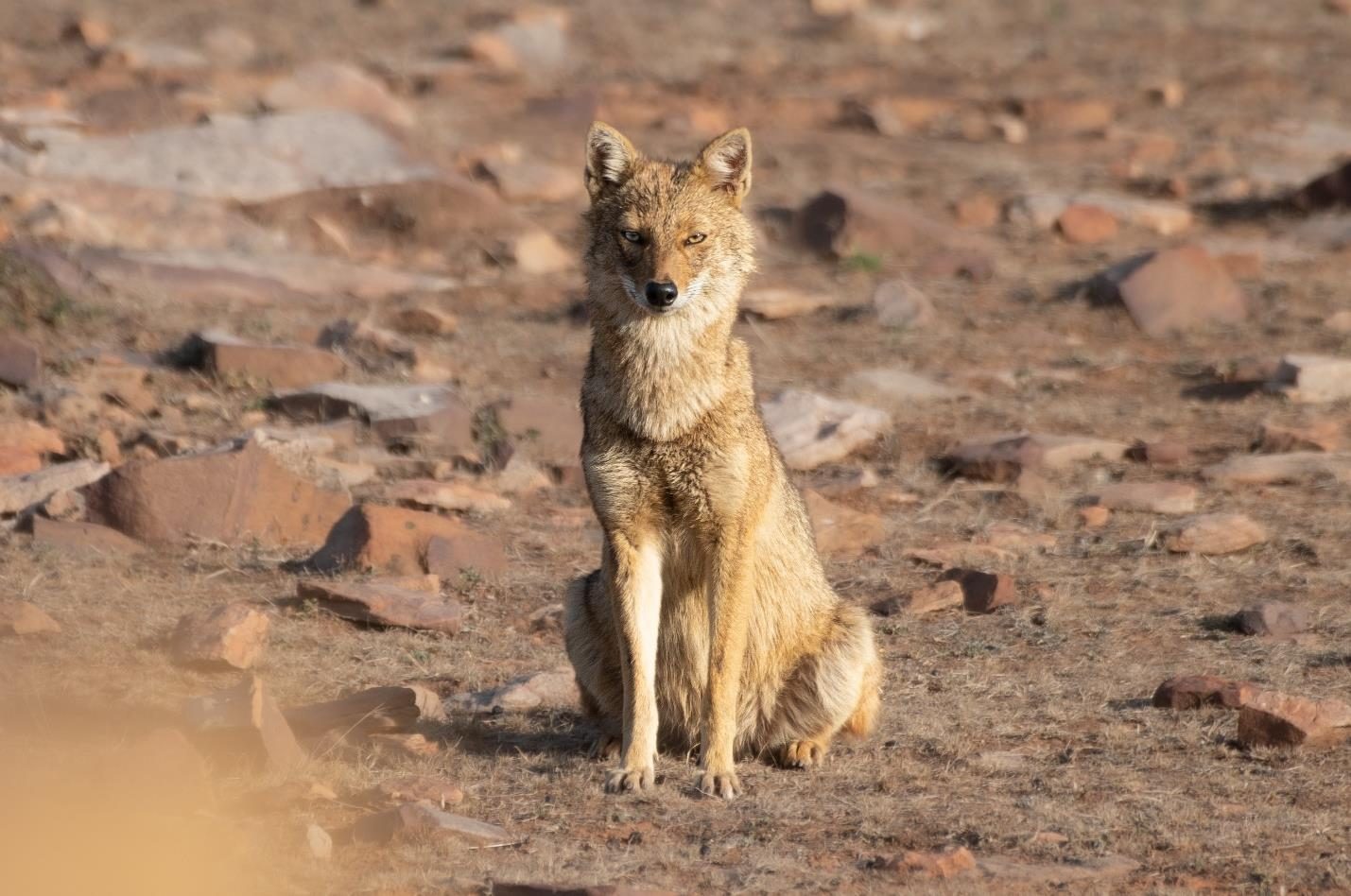 Golden jackal sitting on rocky ground