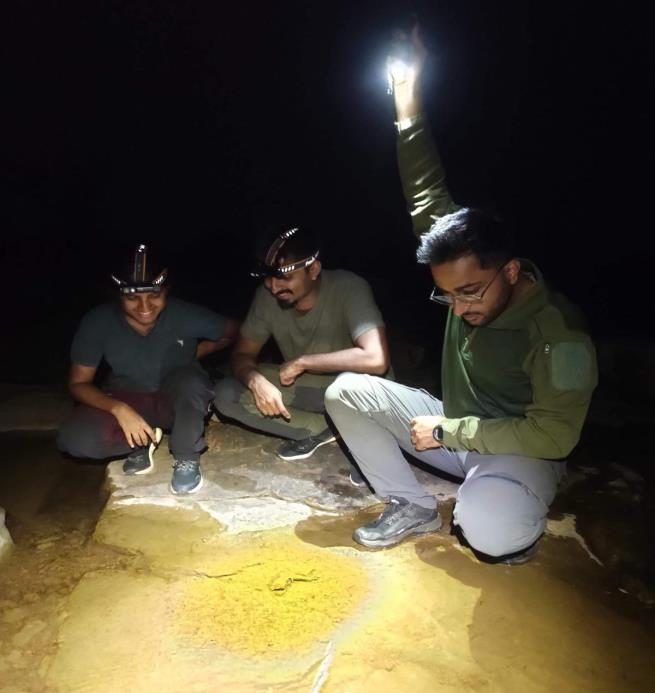 Searching for snakes and lizards at night