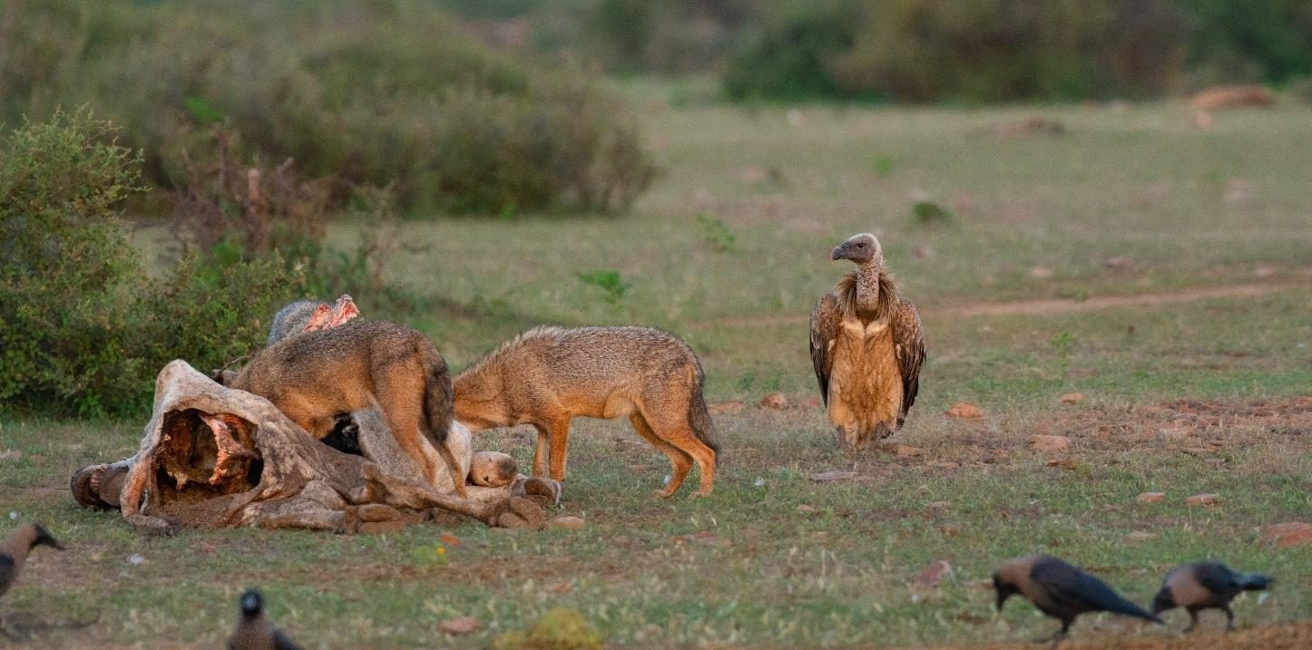 Jackals feeding, with a vulture waiting for its chance