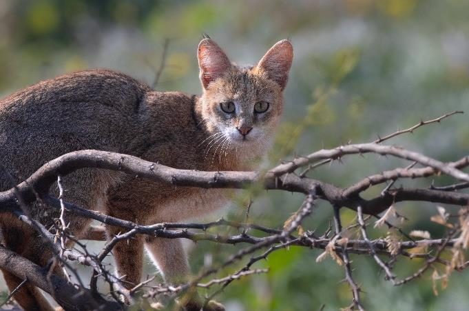 Jungle cat