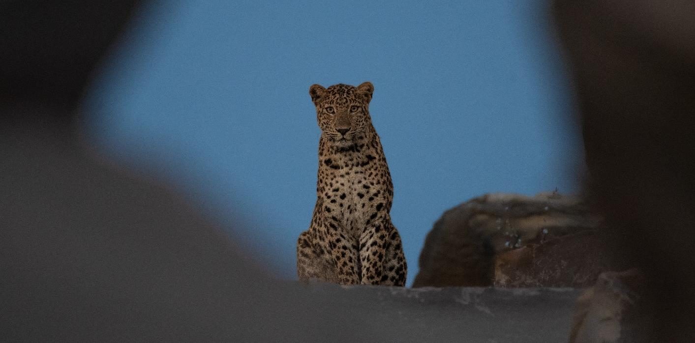 A bold leopard in the mines