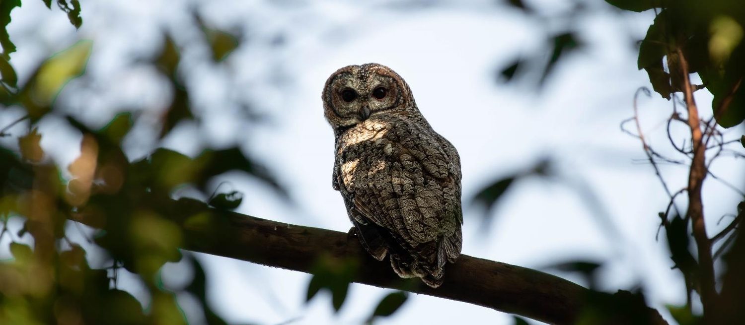 A large mottled wood owl