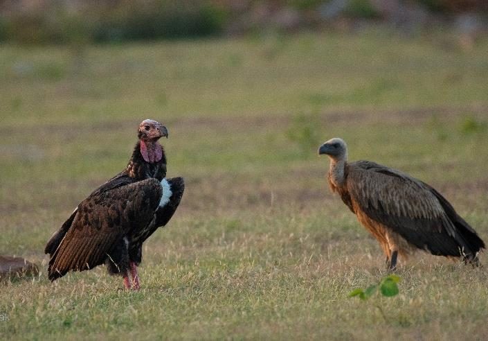 Red-headed vulture standing on grass