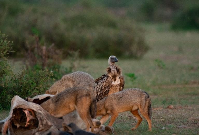 Long-billed vulture with jackals
