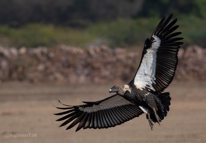 White-rumped vulture