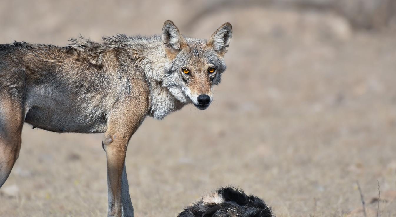 Female wolf with a goat kill