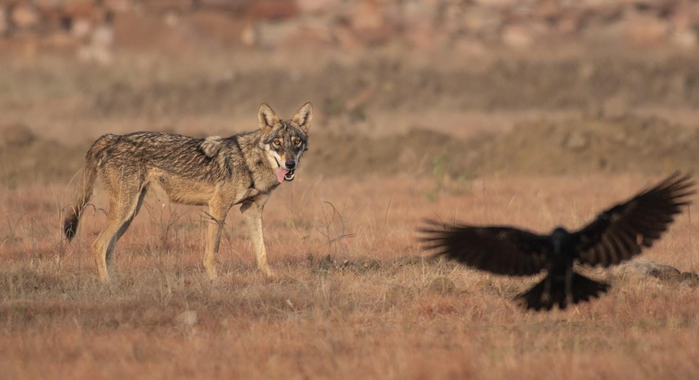 Sub-adult wolf in the grasslands