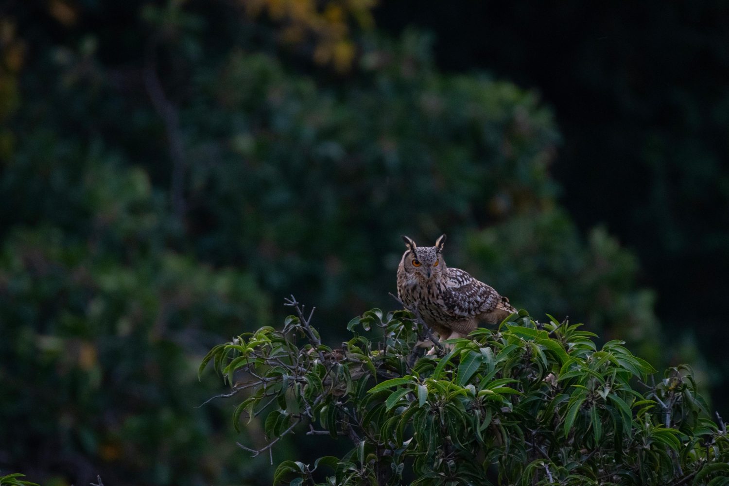 Eagle owl perched on a treetop at dusk