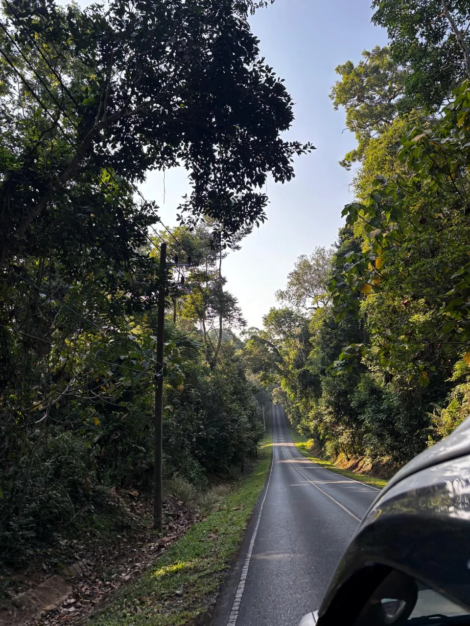 Quiet forest road lined with dense tropical trees, en route to a national park