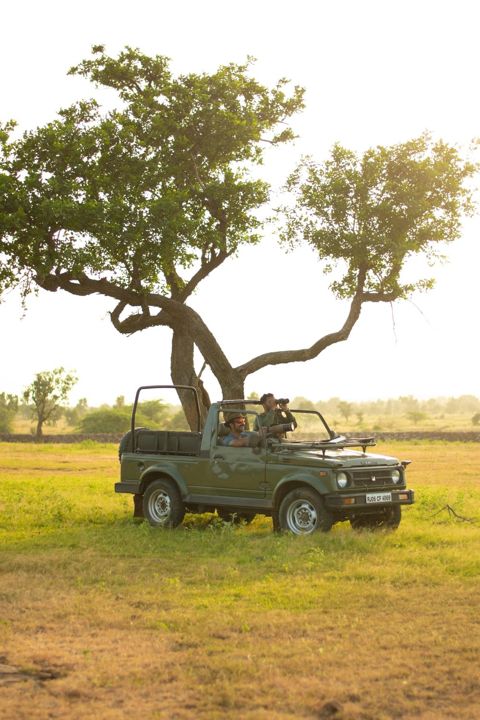 Safari Gypsy parked under a large tree in the grasslands with two people watching through binoculars and a long lens
