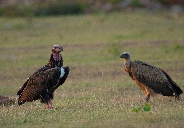 Red-headed vulture standing on grass