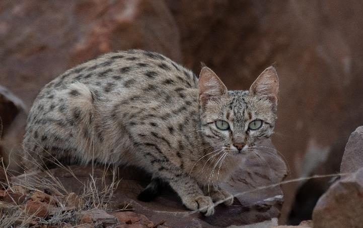 Asiatic wild cat crouching among red rocks