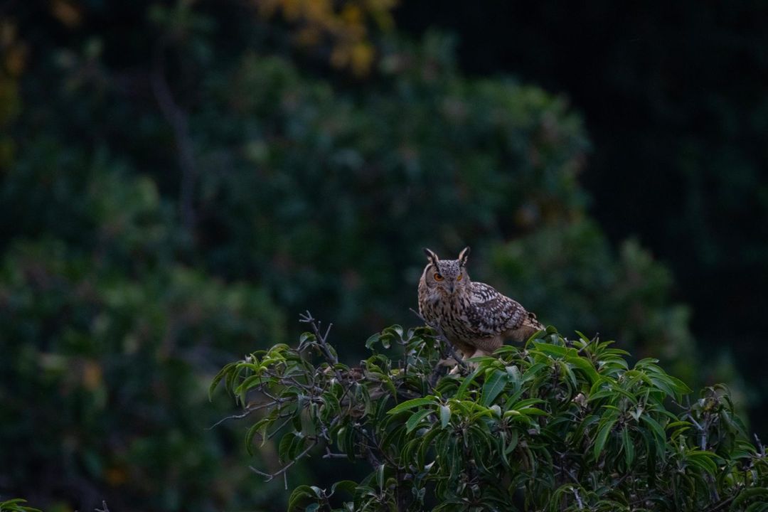 Eagle owl perched on a treetop at dusk