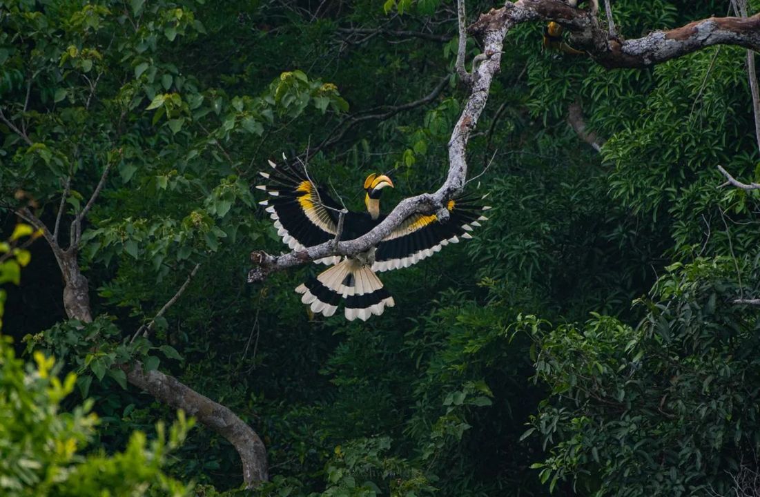 Great hornbill in flight through a forest canopy