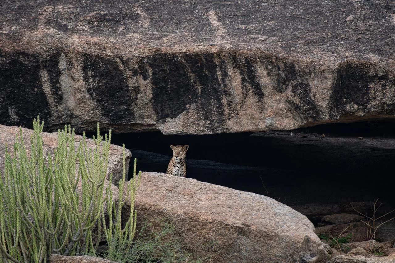 Leopard resting at the mouth of a rock cave in the granite hills of Jawai