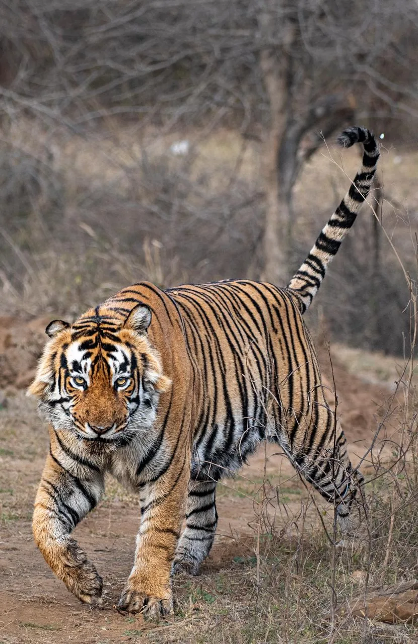 Tiger walking through dry forest at Ramgarh Vishdhari Tiger Reserve