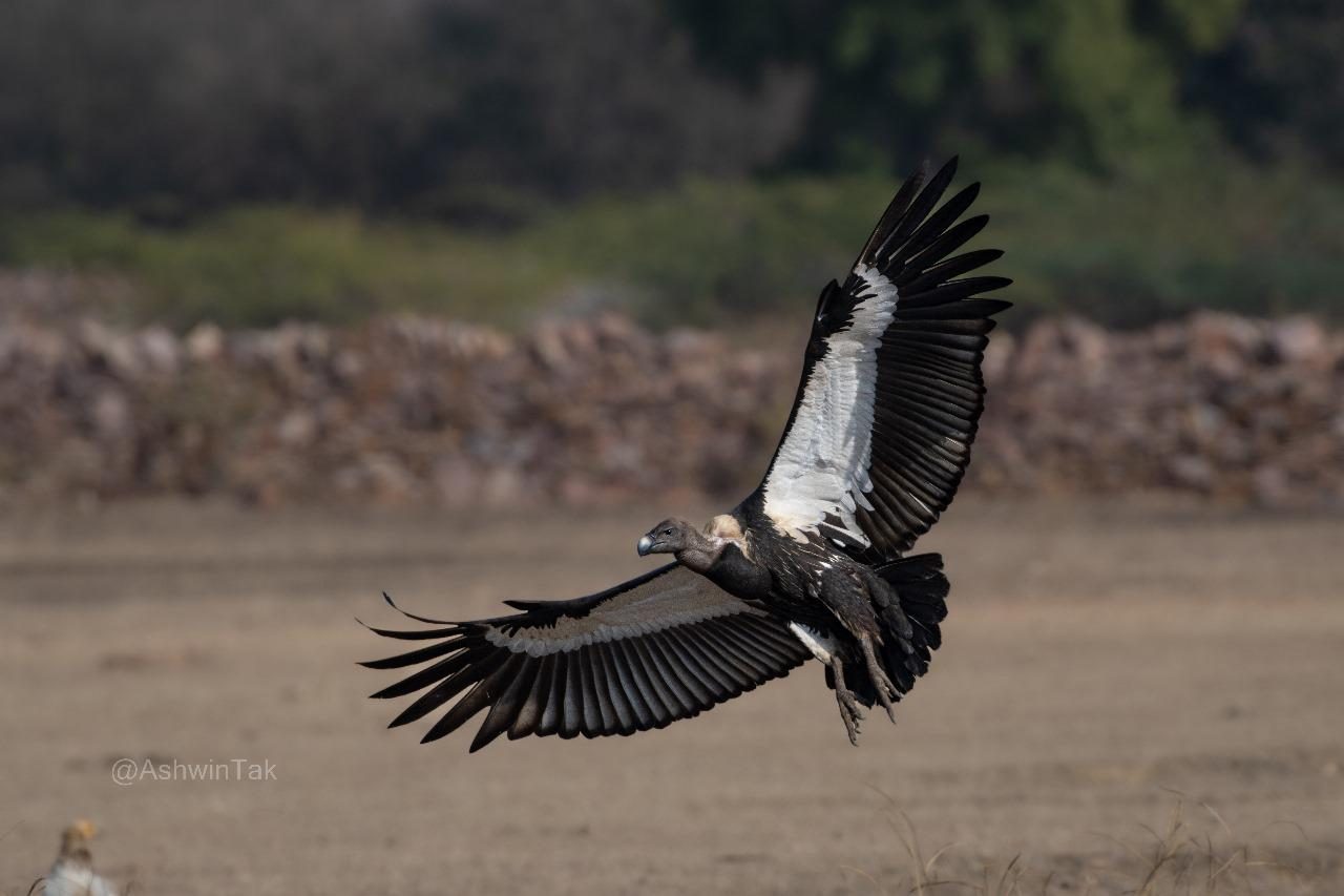 White-rumped vulture landing with wings spread wide