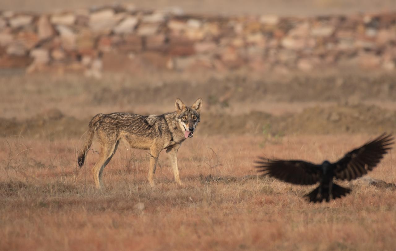 Wolf standing in the grasslands at Bijoliya